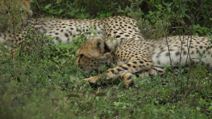 baby cheetah in the grass