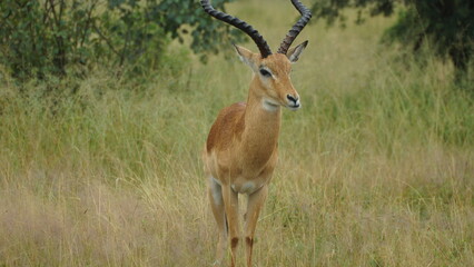 impala in the savannah