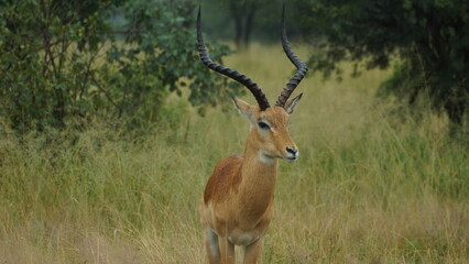 antelope in the wild