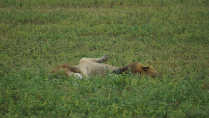 Lions sleeping
