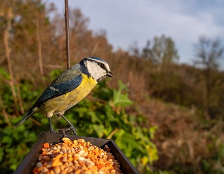 Close-up of a blue tit bird on a bird feeder - Powered by Adobe