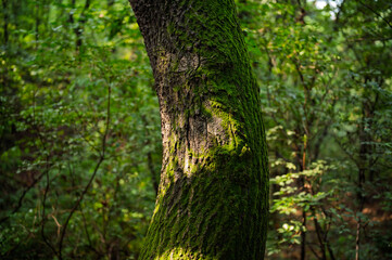 Naklejka premium 이끼낀 나무