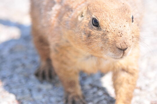 prairie dog eating