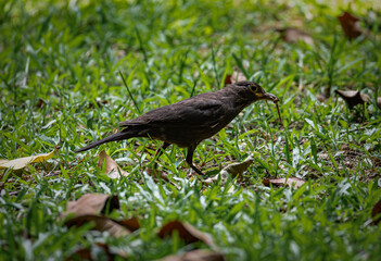 Blackbird eating