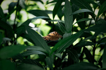 butterfly
