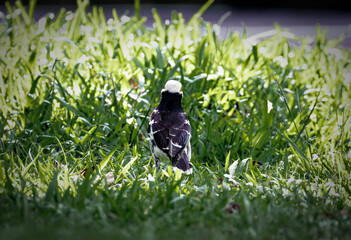 Black-collared Starling