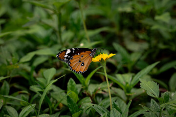 butterfly on a flower