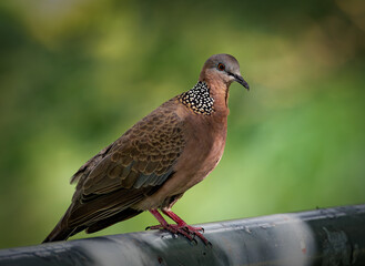 Close-up of the side of a spotted dove