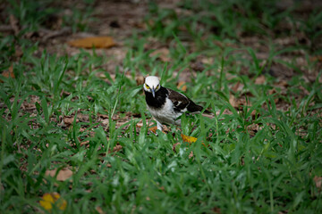 Black-collared starling on the grass