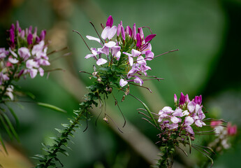Cleome close-up
