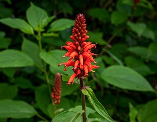 Radiant red pineapple sage blossom amidst verdant foliage in natural setting