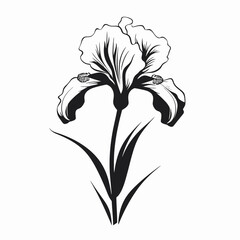 Beautiful floral drawing design of an iris flower on white silhouette