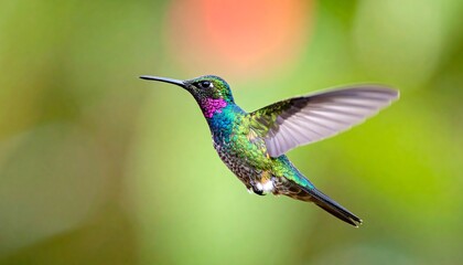 Fototapeta premium Vibrant hummingbird in flight