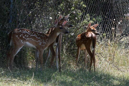 deer in the woods