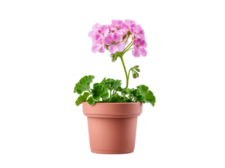 Pink geranium plant in terracotta pot isolated black background, Isolated On White Background, Png Transparent