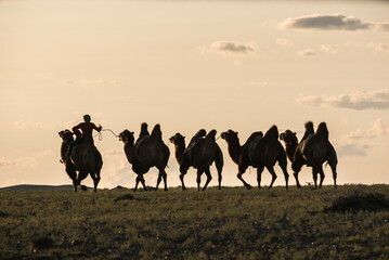 A breathtaking view of silhouetted camels at sunset alongside their handler