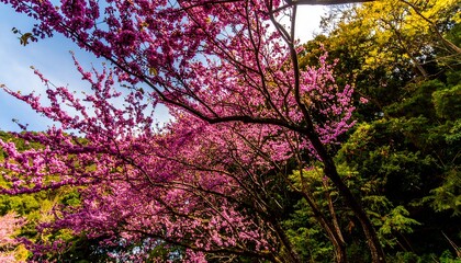 Vibrant pink blossoms against a blue sky
