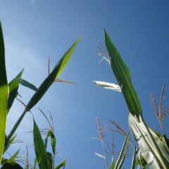 green grass and blue sky