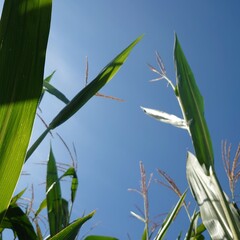 grass and sky