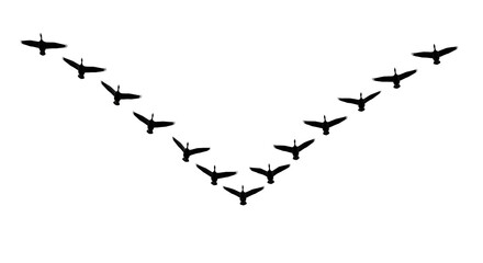 Birds Flying In V Formation Black Background
