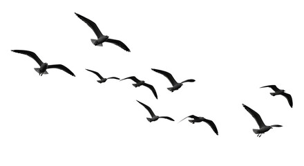 Obraz premium Flock Of Seagulls In Flight Black Background