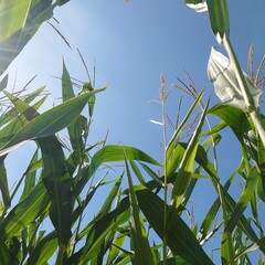corn on the stalk