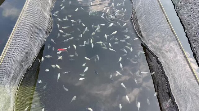 Marble Molly Fish Hatchery in Outdoor Fish Pond