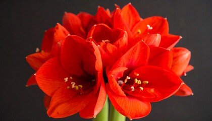 Vibrant red amaryllis cluster