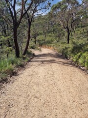 Fototapeta premium Grand Canyon Street Gravel Road in Medlow Bath, Blue Mountains, Australia