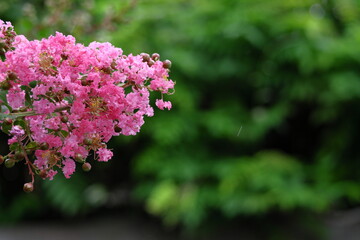 真夏の青空に映える