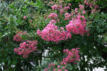 真夏の青空に映える
