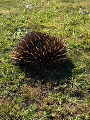 Echidna on Grass in a Park, Blue Mountains, Australia