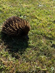 Echidna on Grass in a Park, Blue Mountains, Australia