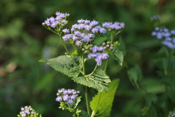 秋に咲く花、カッコウアザミ.
