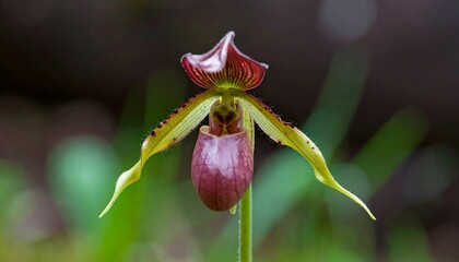 Close-up of a vibrant orchid (3)
