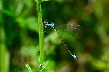 Große Pechlibelle // Blue-tailed damselfly, common bluetail (Ischnura elegans)