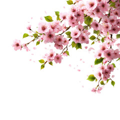 Obraz premium Blooming cherry blossoms