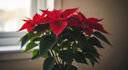Bright red poinsettia plant in a pot near a window, neutral background