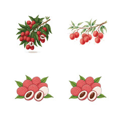 “Realistic Illustration of Lychee Fruit Branch with Leaves and Flowers”
