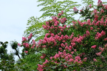 真夏の青空に映える