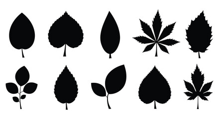 Collection of various leaf silhouettes on a white background