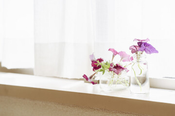 庭で摘んだ紫色のペチュニア,花,インテリア