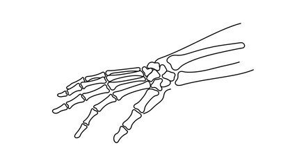 A detailed illustration of a human hand skeleton from the side view