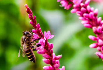 Macro photo of a honey bee on a pink flower in the garden.