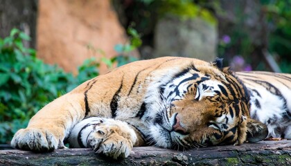 Sleepy tiger resting on log