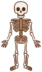 Whimsical Cartoon Skeleton Figure with Detailed Bones and Joints, Design