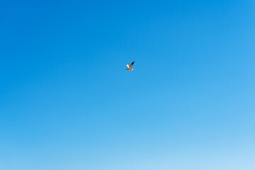 A black-headed gull, or common gull, or river gull (Chroicocephalus ridibundus) in flight is a bird flying against a blue background of a bright cloudless sky.