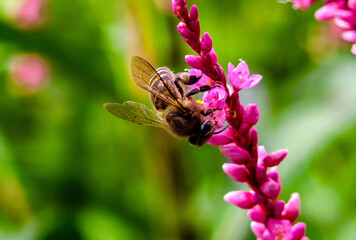 Macro photo of a honey bee on a pink flower in the garden.
