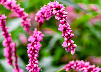 Beautiful macro photo of pink flower in the garden.