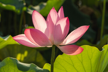 Obraz premium Lotus, in full bloom under the sunlight